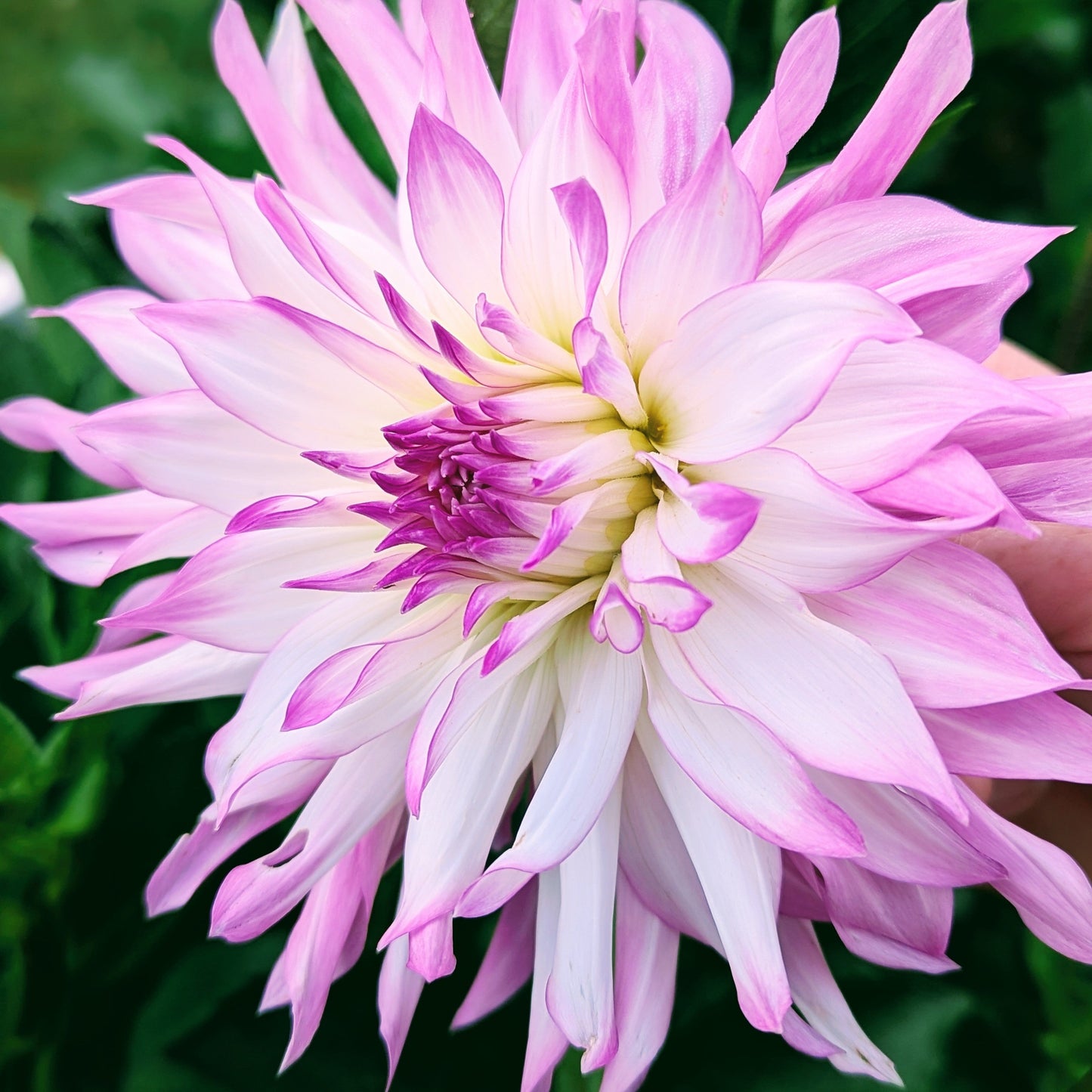 Lavender Chiffon (1971)