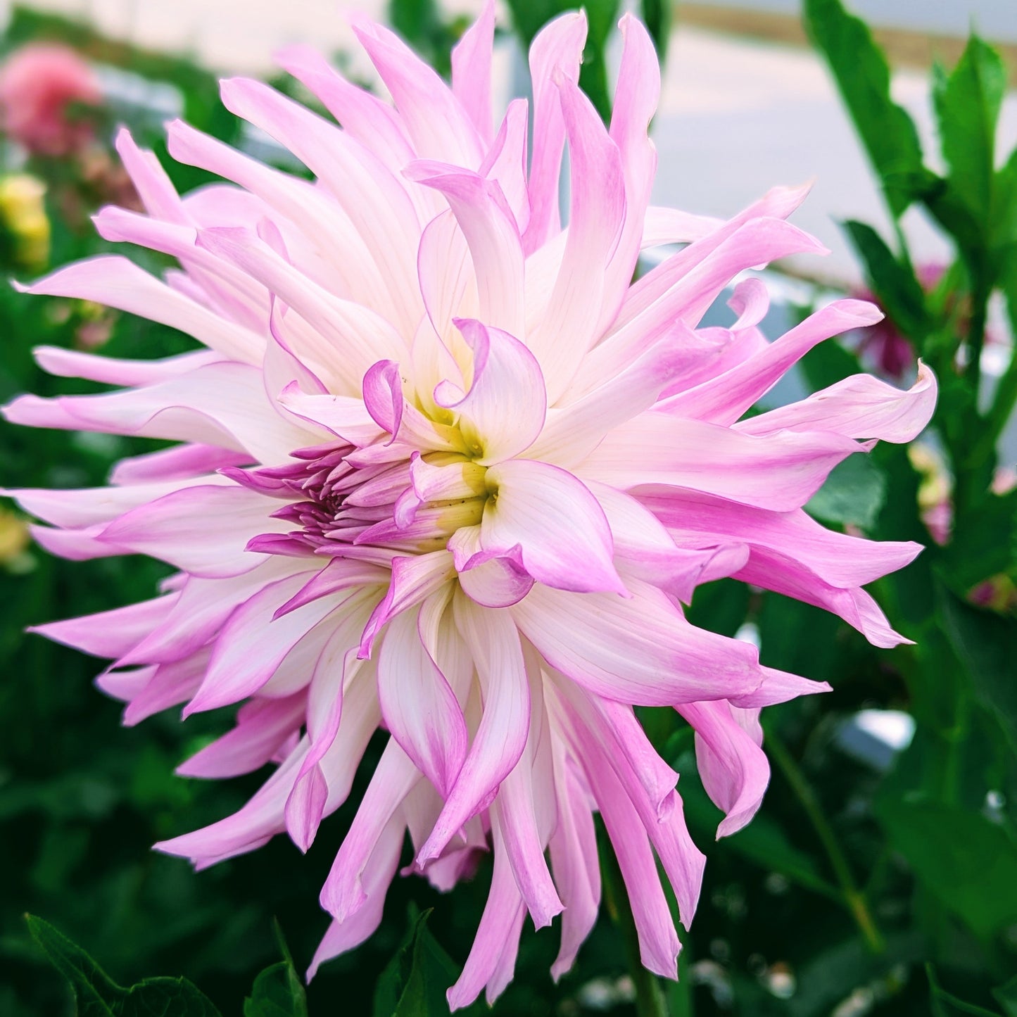 Lavender Chiffon (1971)