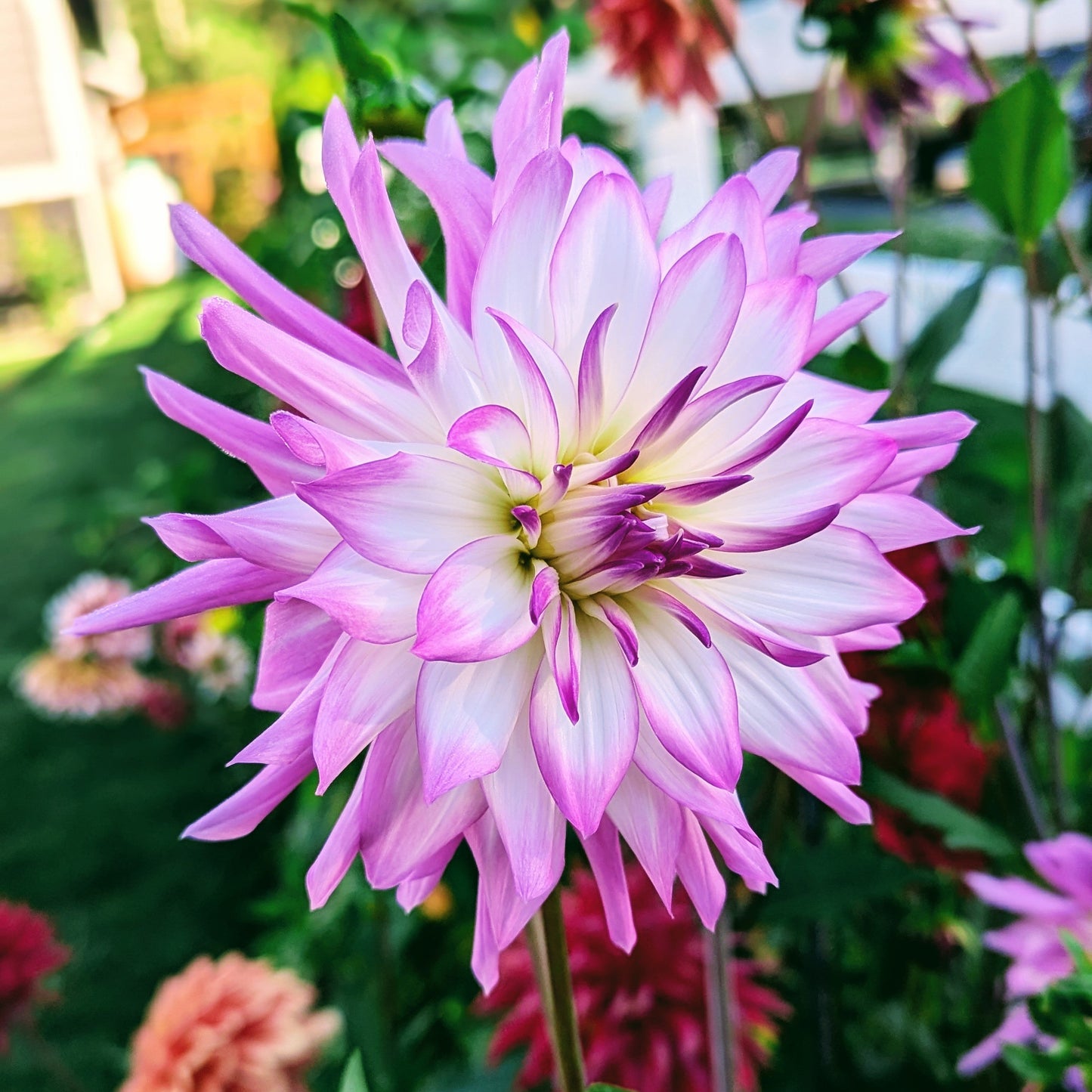 Lavender Chiffon (1971)