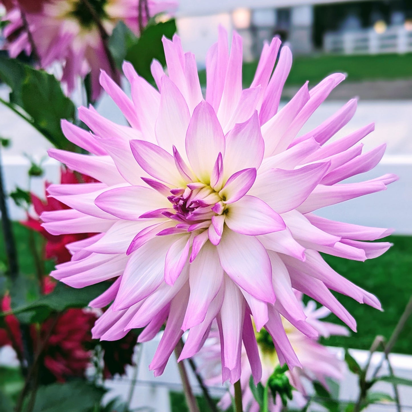 Lavender Chiffon (1971)