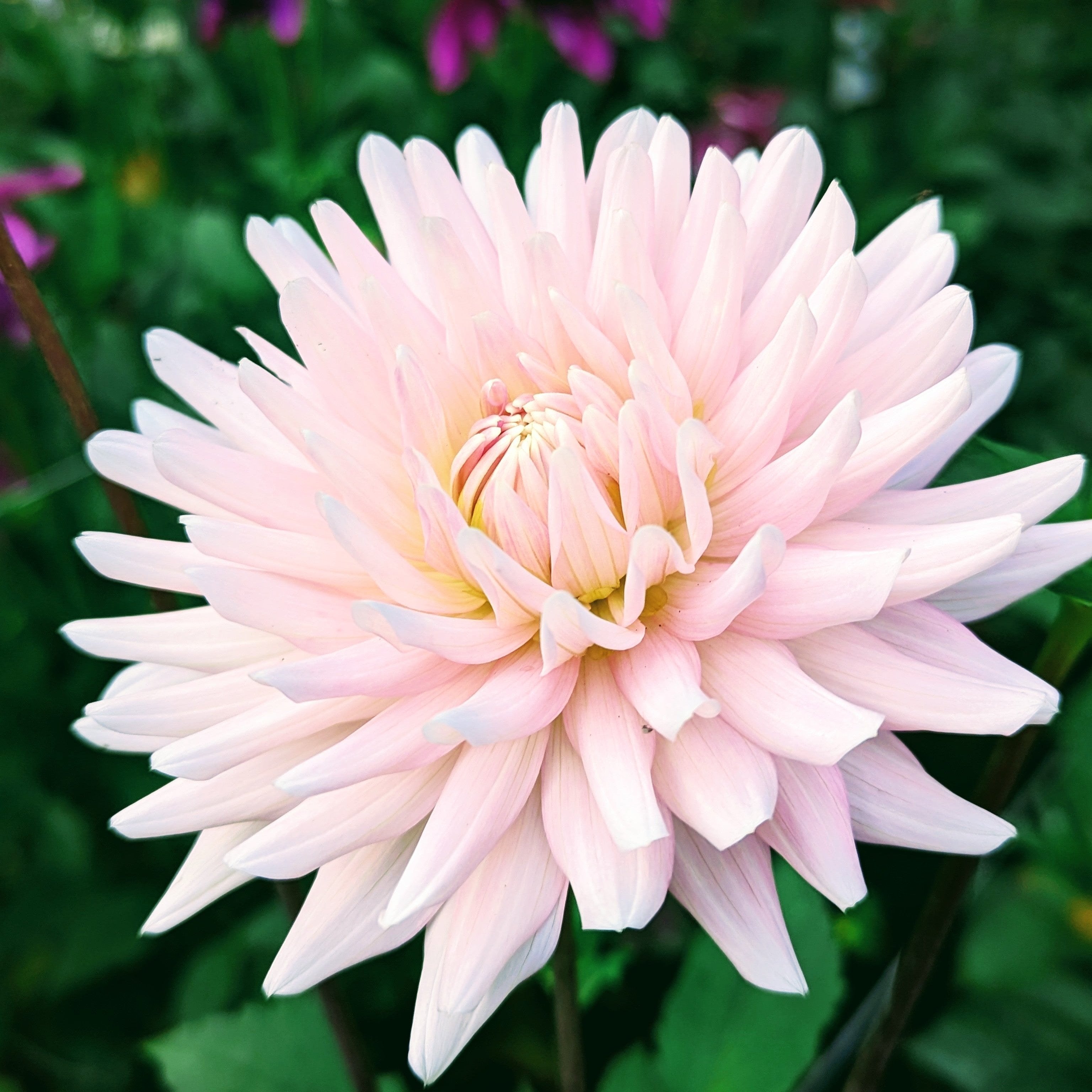 Rose Fletcher Miss Rose Fletcher (1948) – Good Life Dahlias
