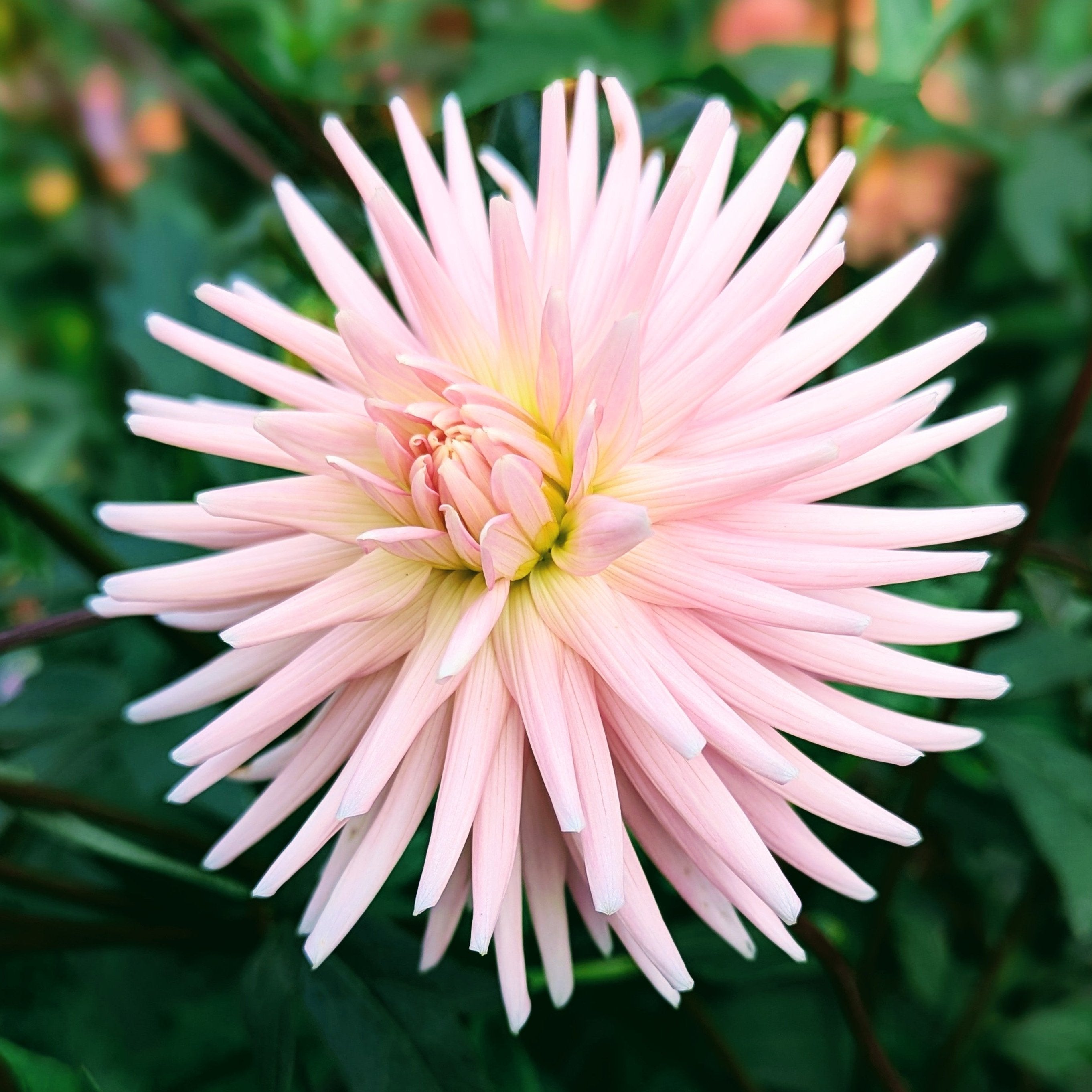 Rose Fletcher Heirloom Dahlias – Good Life Dahlias