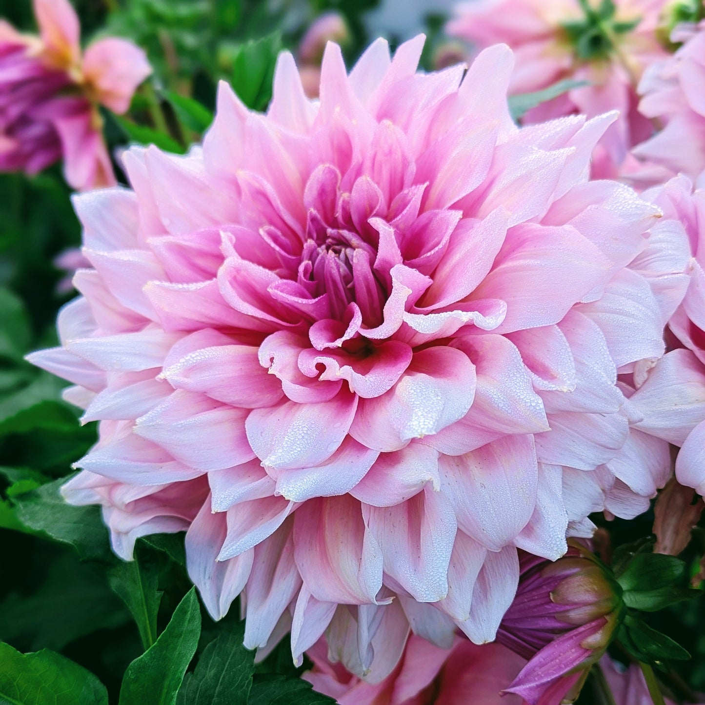 Otto's Thrill (1956)