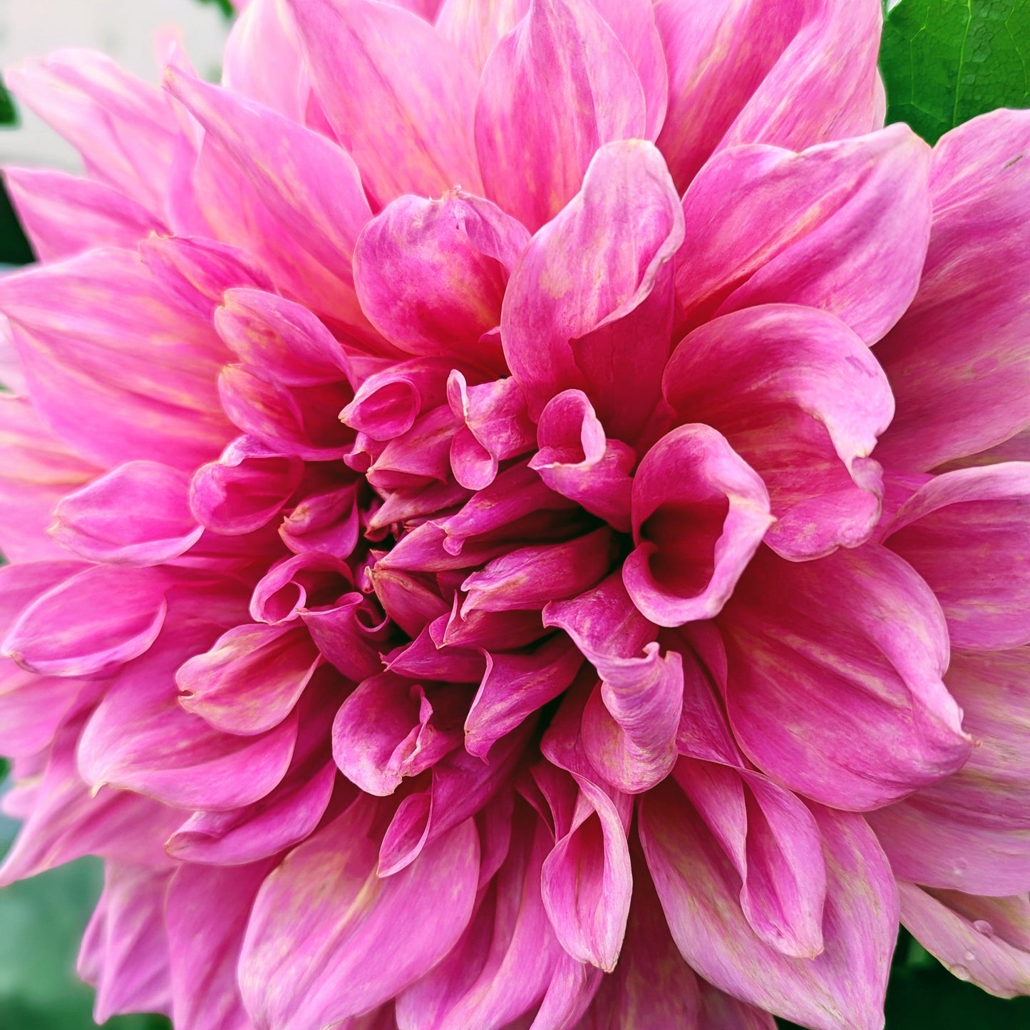 Otto's Thrill (1956)