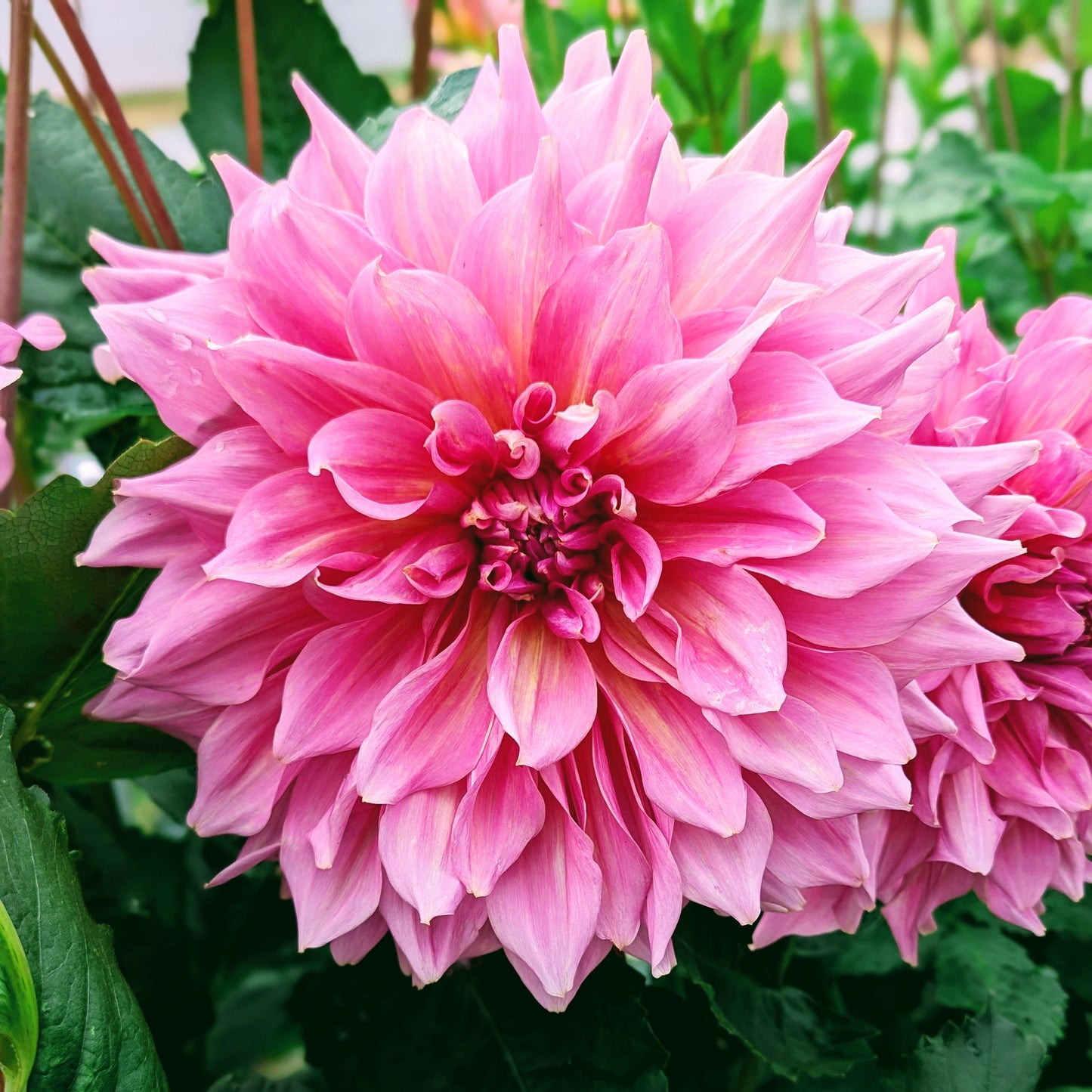 Otto's Thrill (1956)