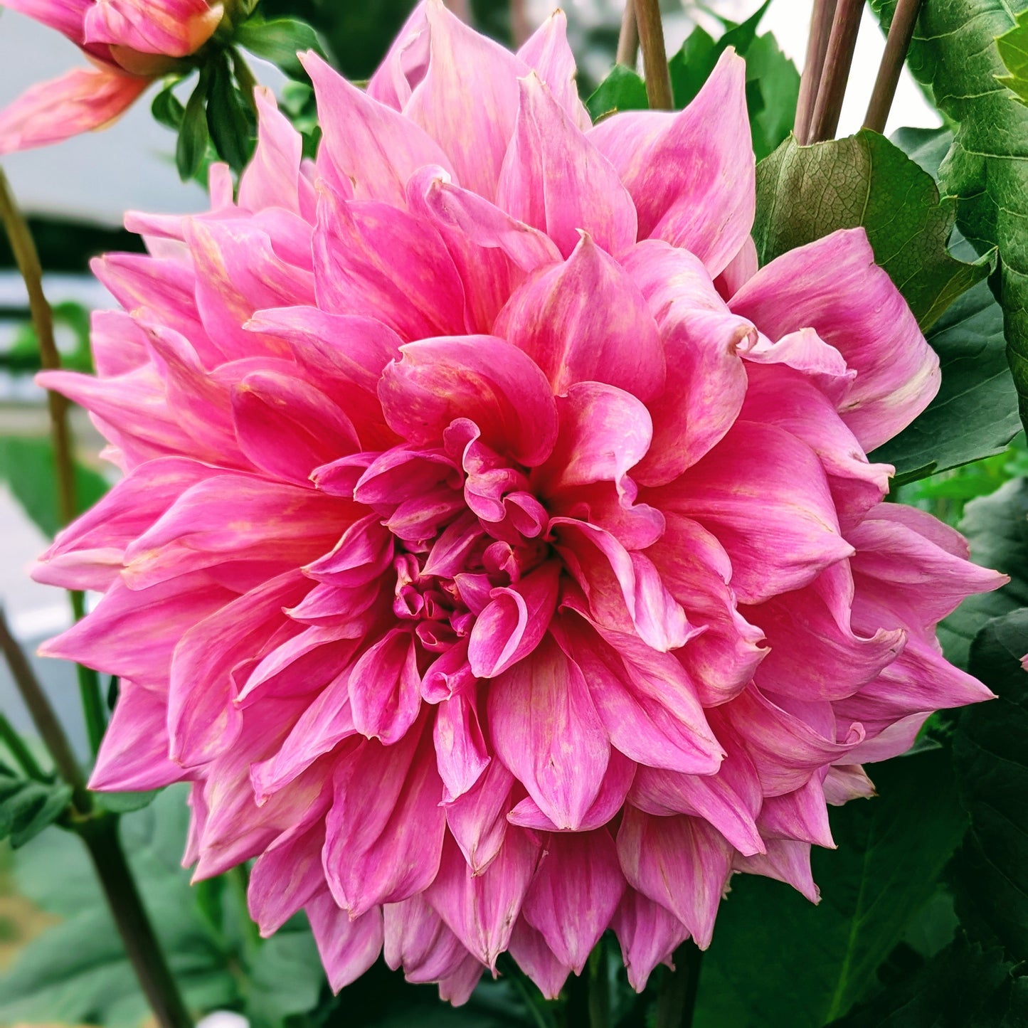 Otto's Thrill (1956)