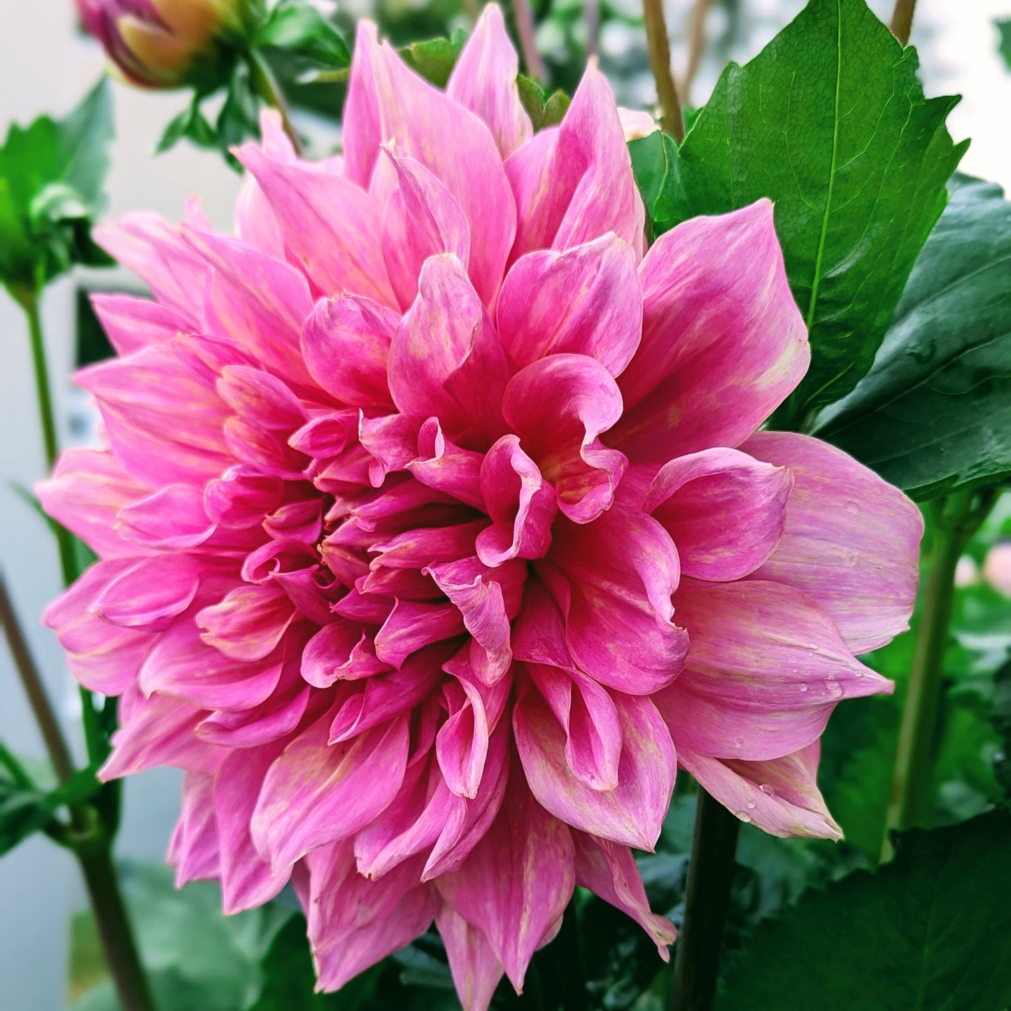 Otto's Thrill (1956)