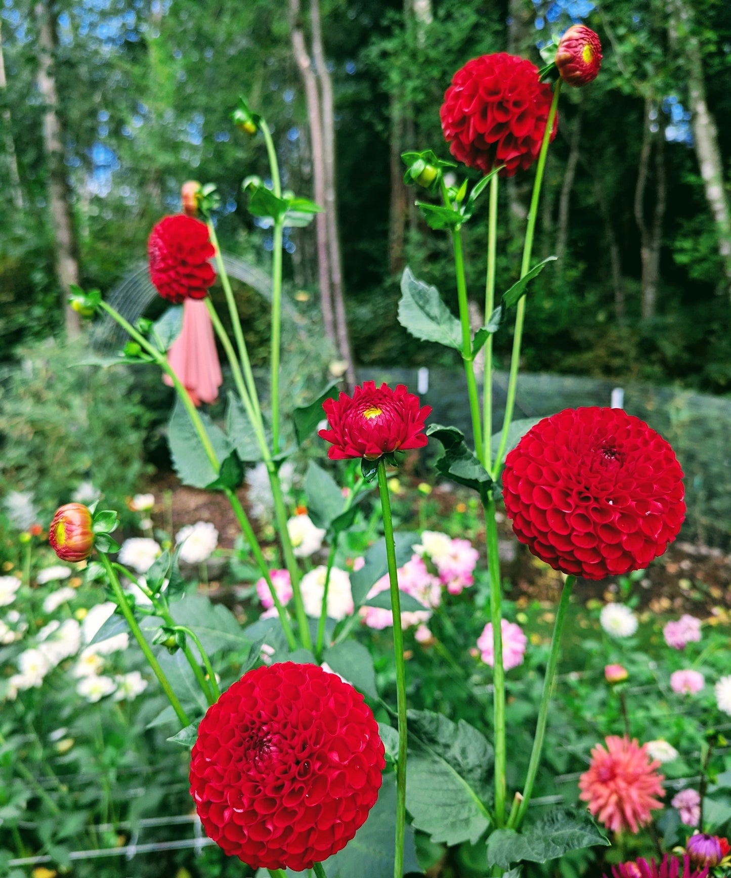 Red Balloon