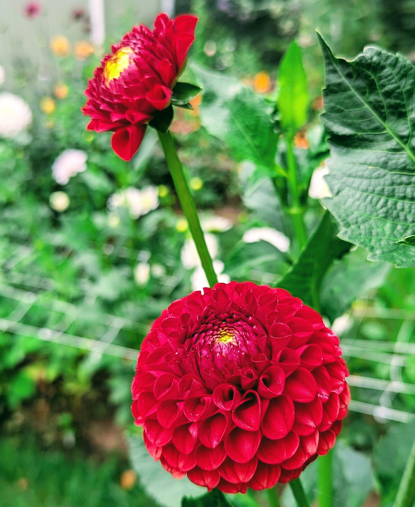 Red Balloon