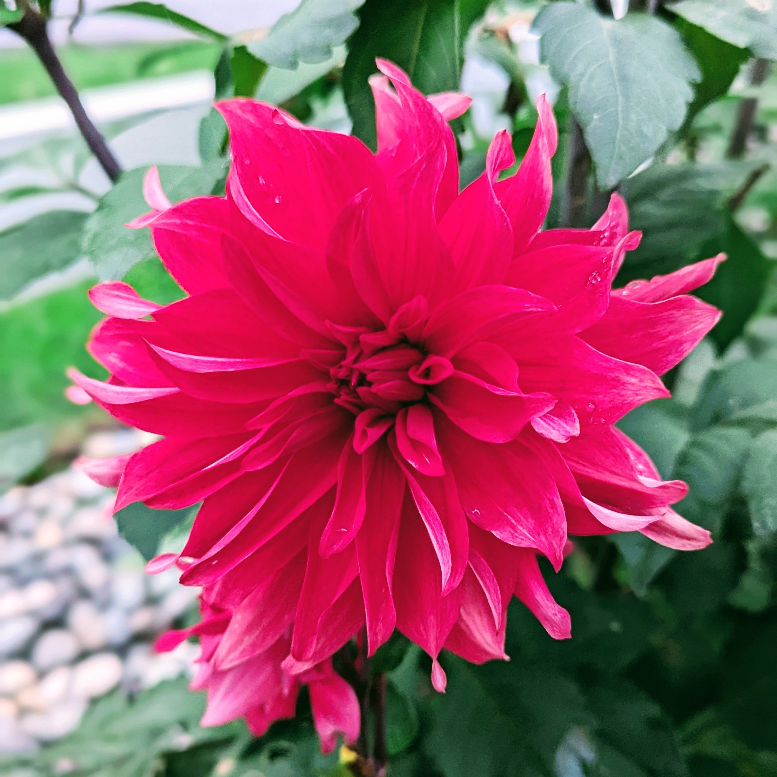 Red Labyrinth – Good Life Dahlias