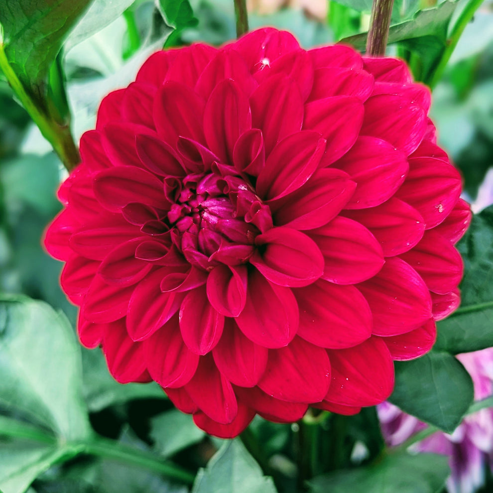 Ringo – Good Life Dahlias