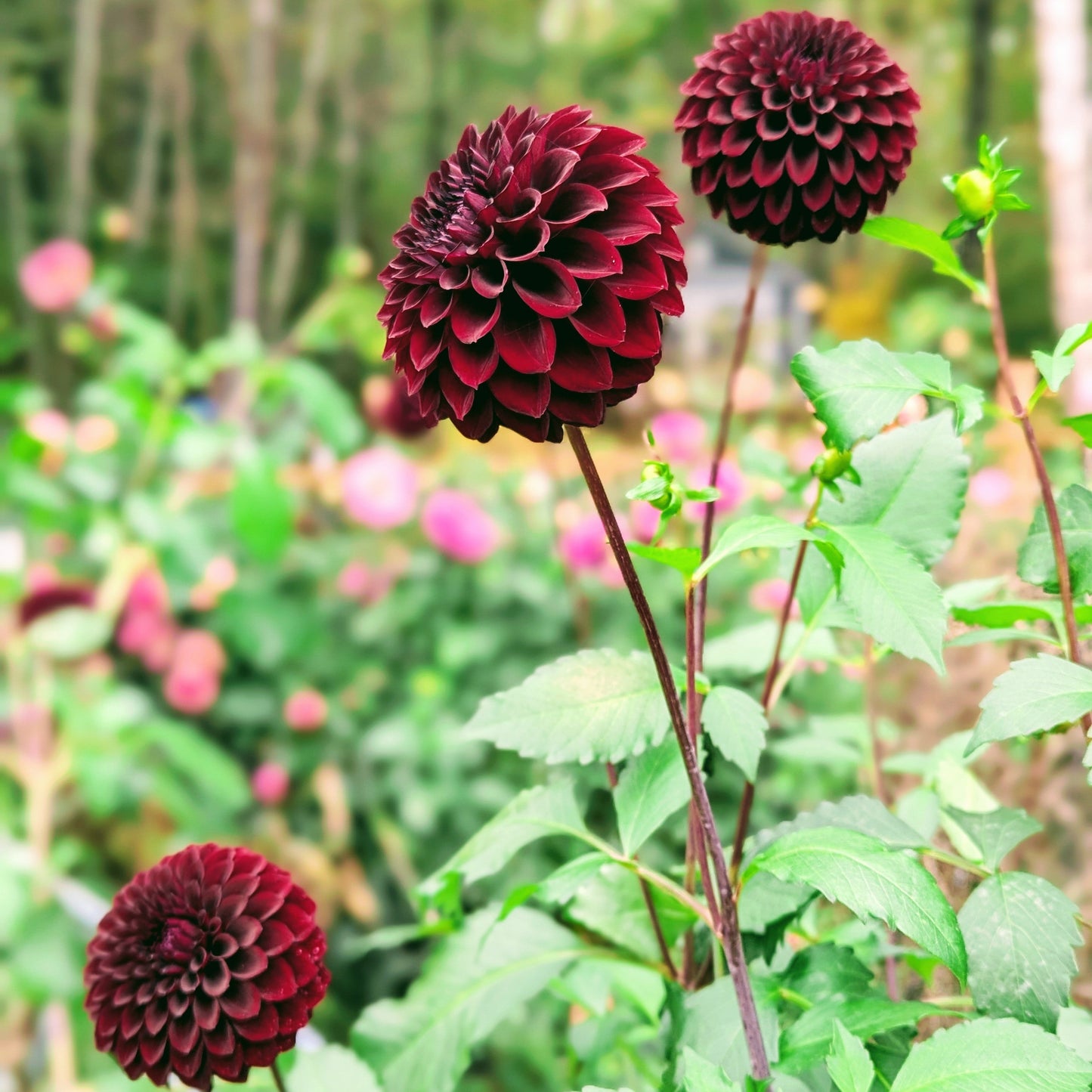 River's Dark Chocolate