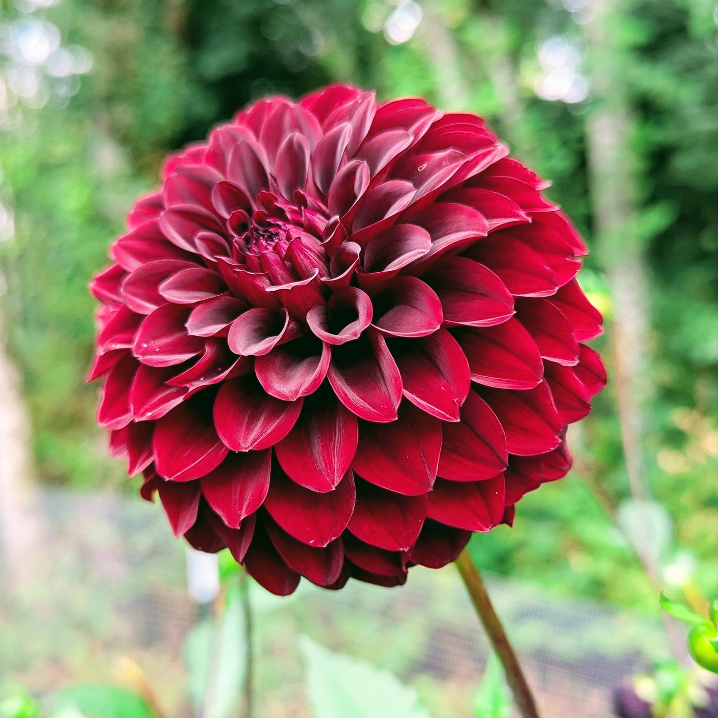 River's Dark Chocolate