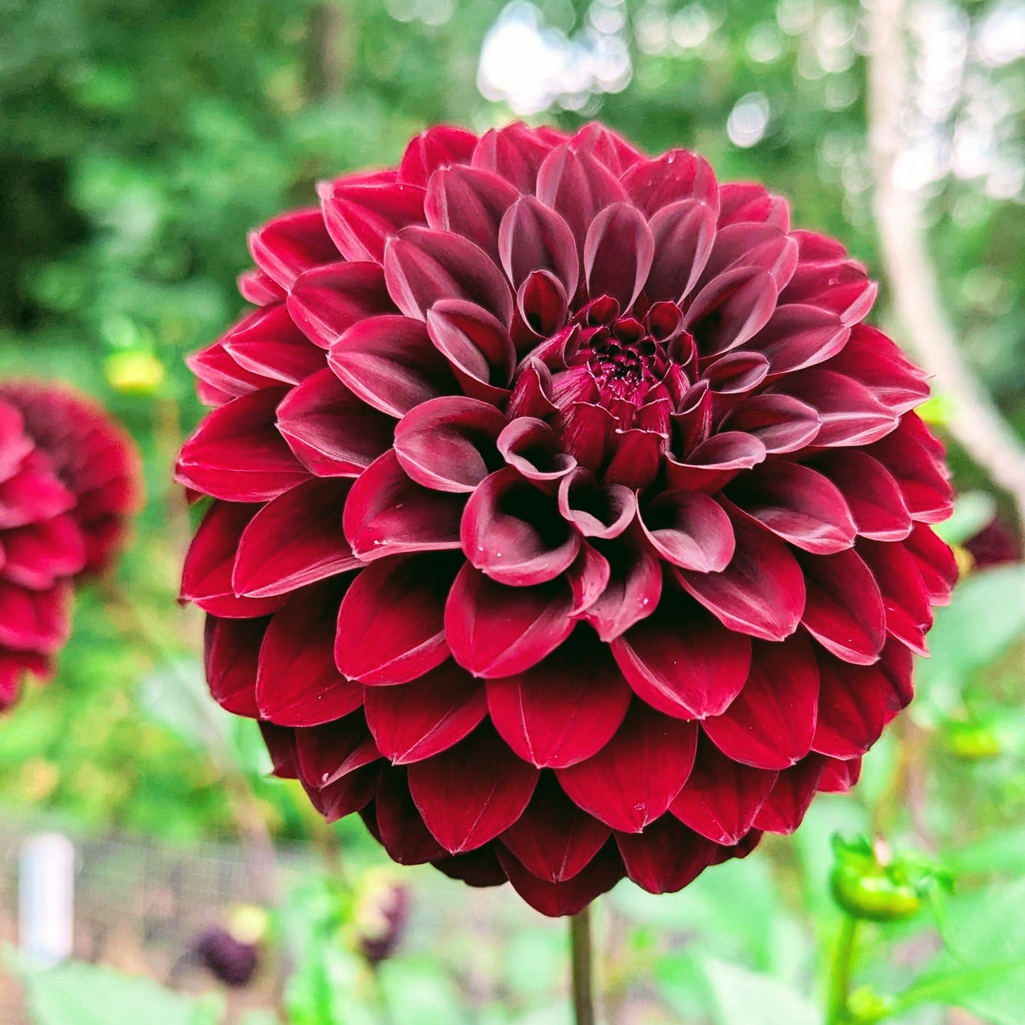 River's Dark Chocolate