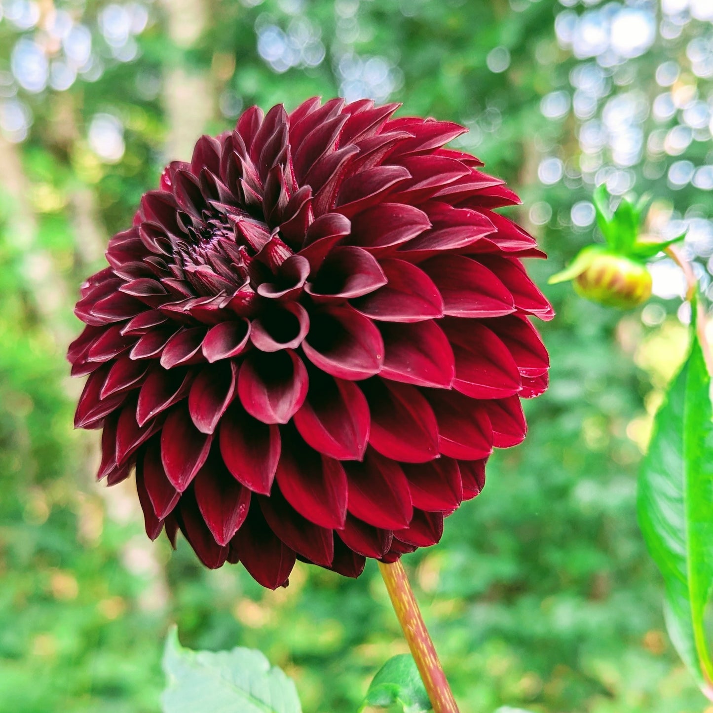 River's Dark Chocolate