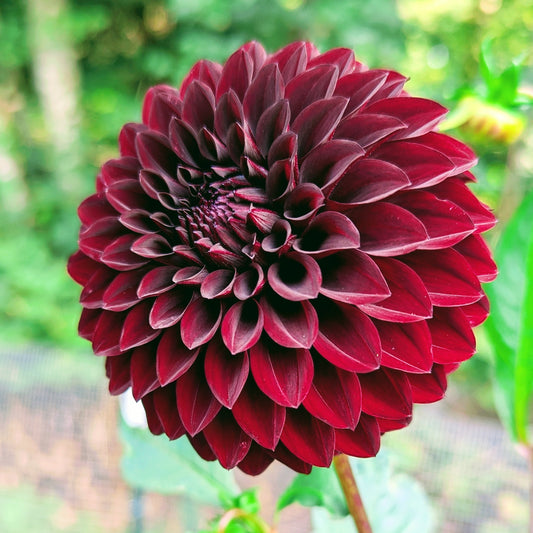 River's Dark Chocolate