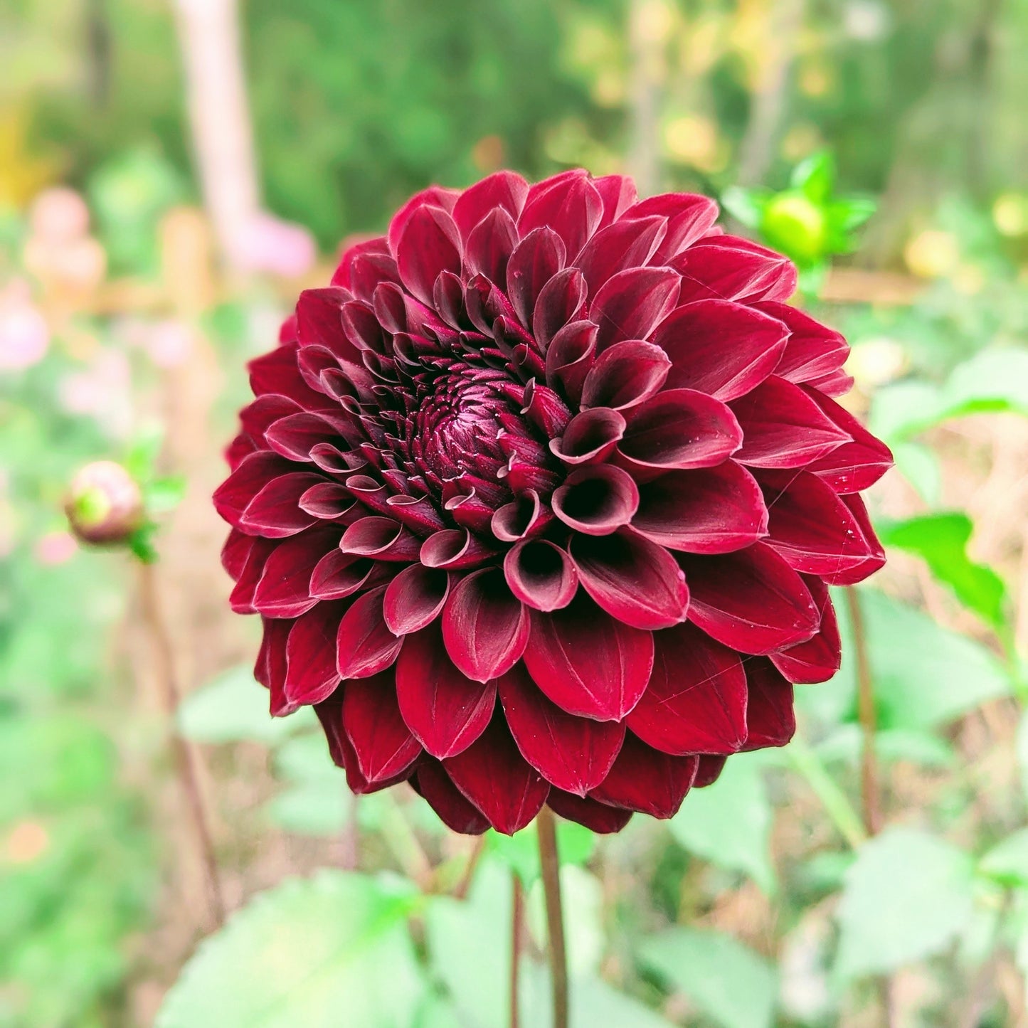 River's Dark Chocolate