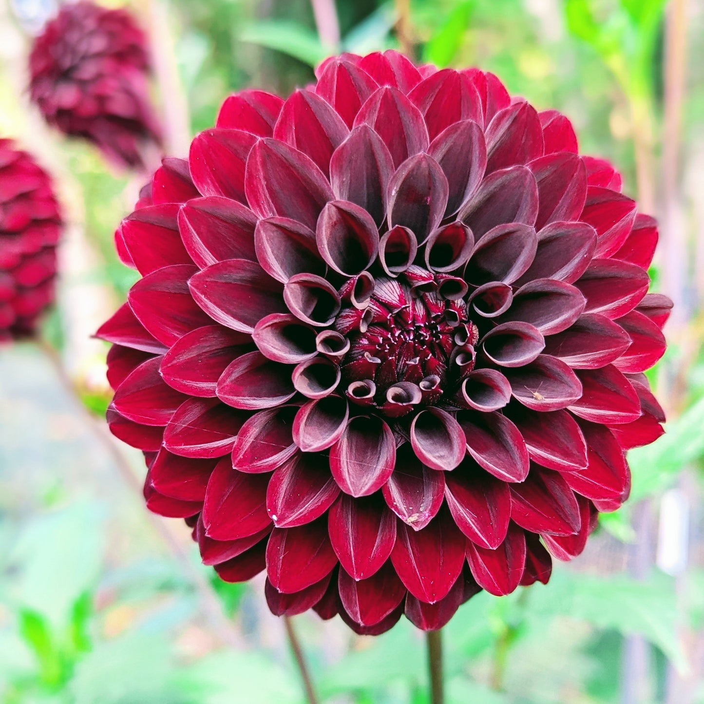 River's Dark Chocolate