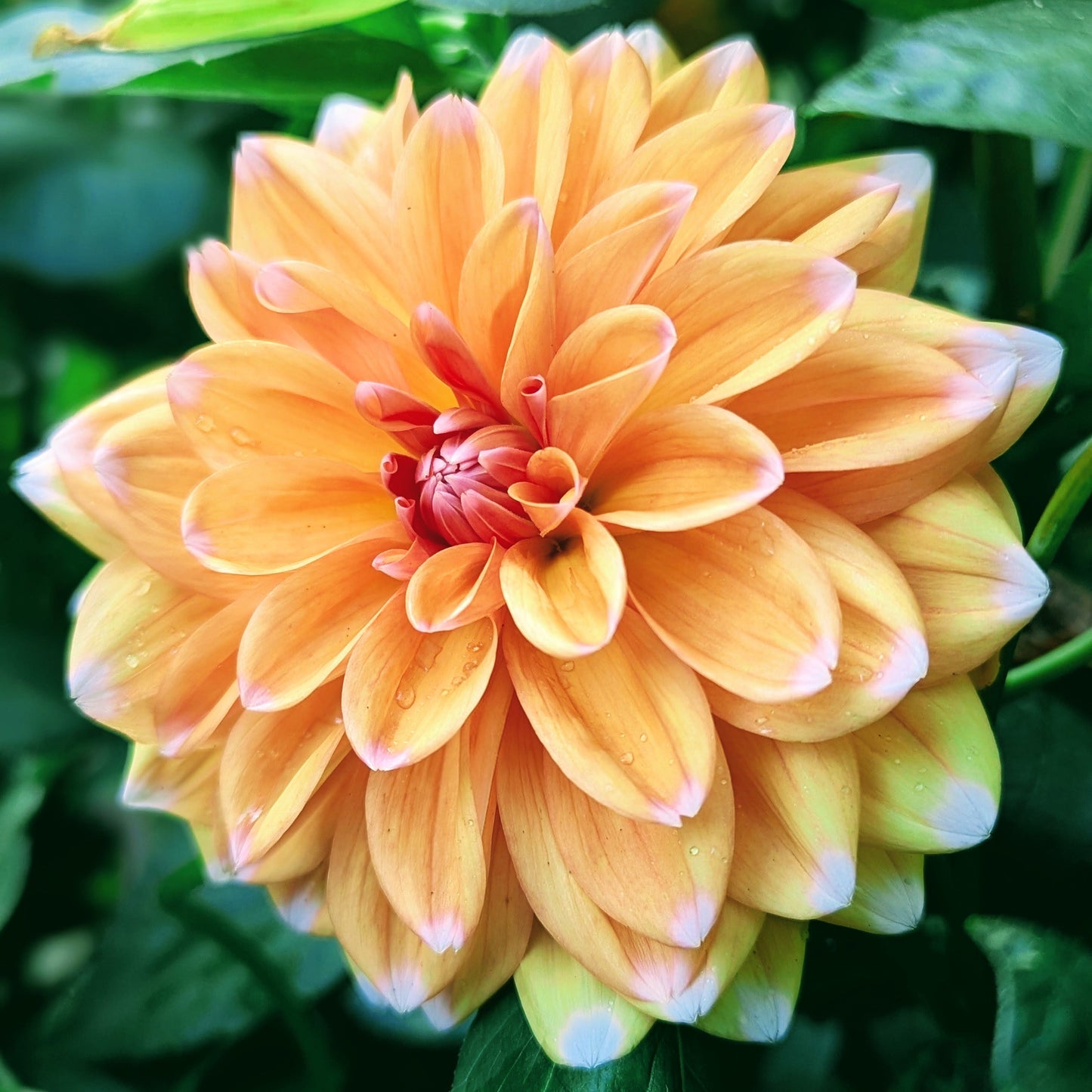 Robann Creamsicle