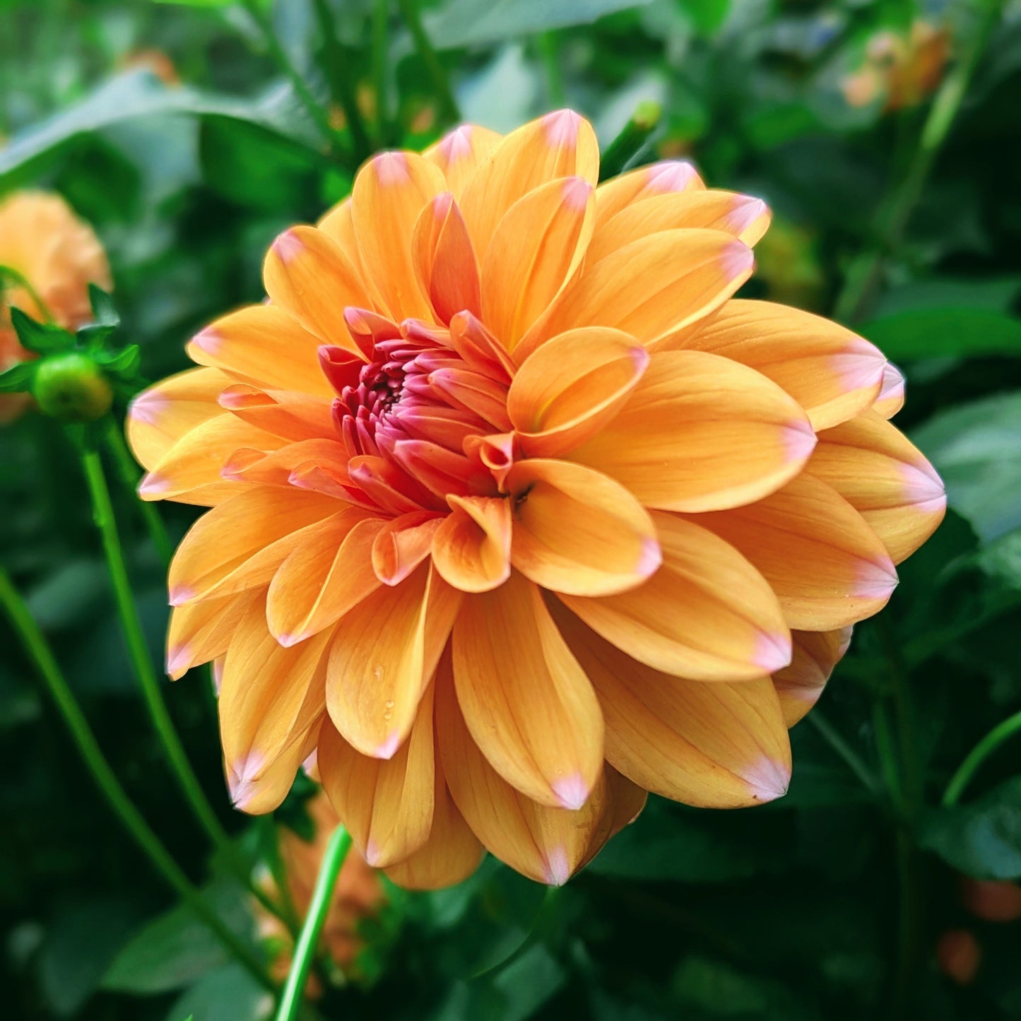Robann Creamsicle