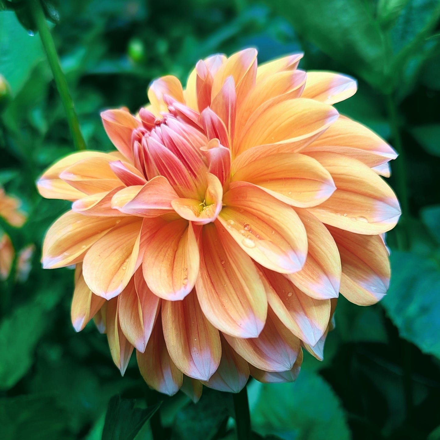 Robann Creamsicle