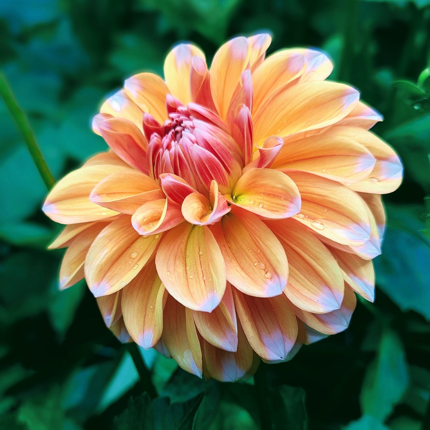 Robann Creamsicle