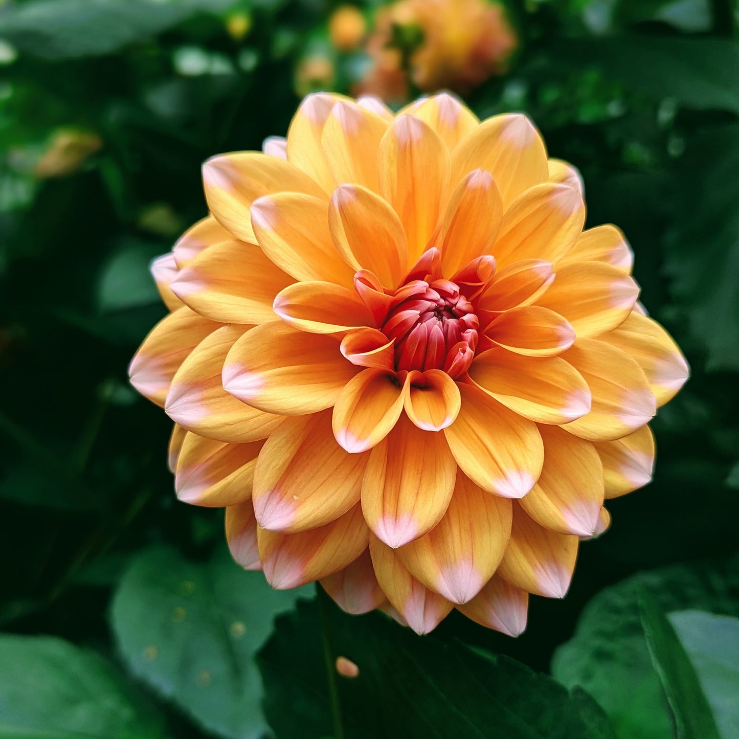 Robann Creamsicle