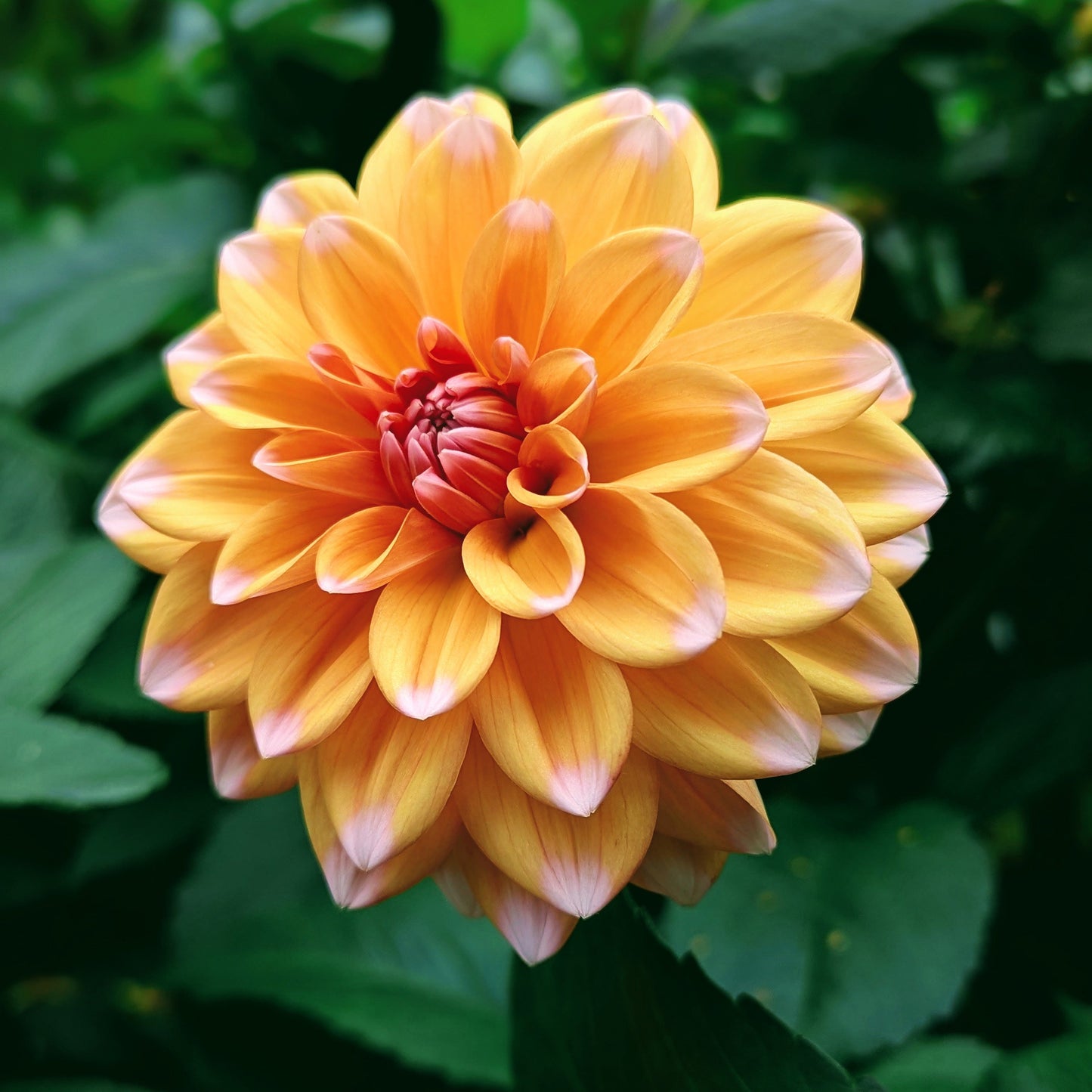 Robann Creamsicle