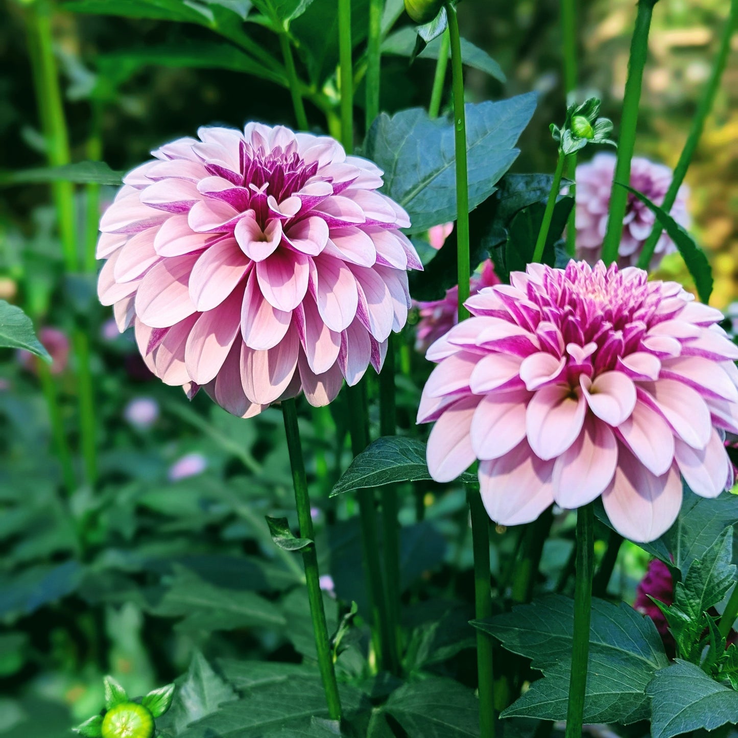 Salish Twilight Girl