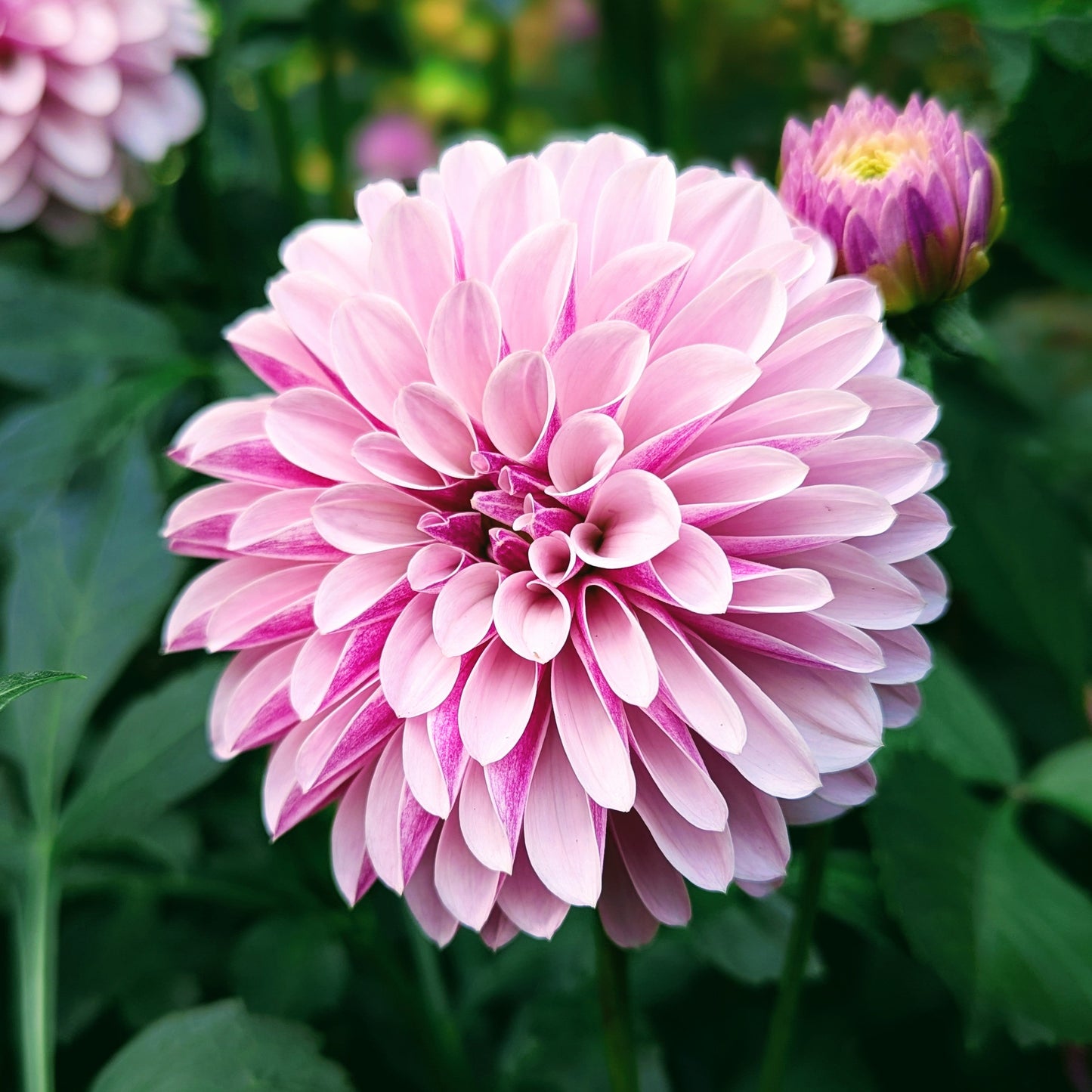 Salish Twilight Girl