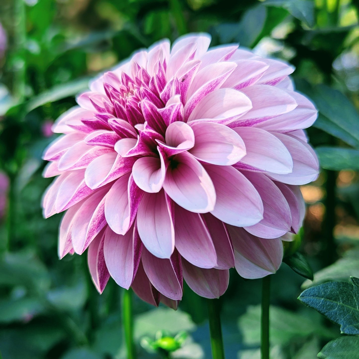 Salish Twilight Girl