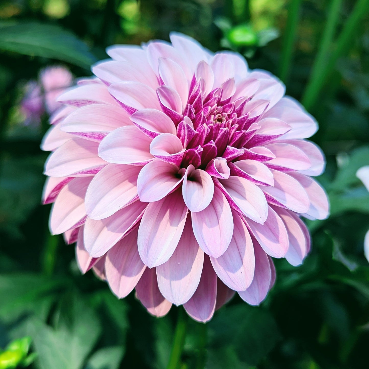 Salish Twilight Girl