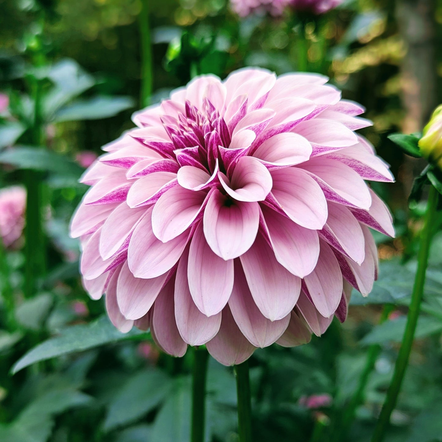 Salish Twilight Girl