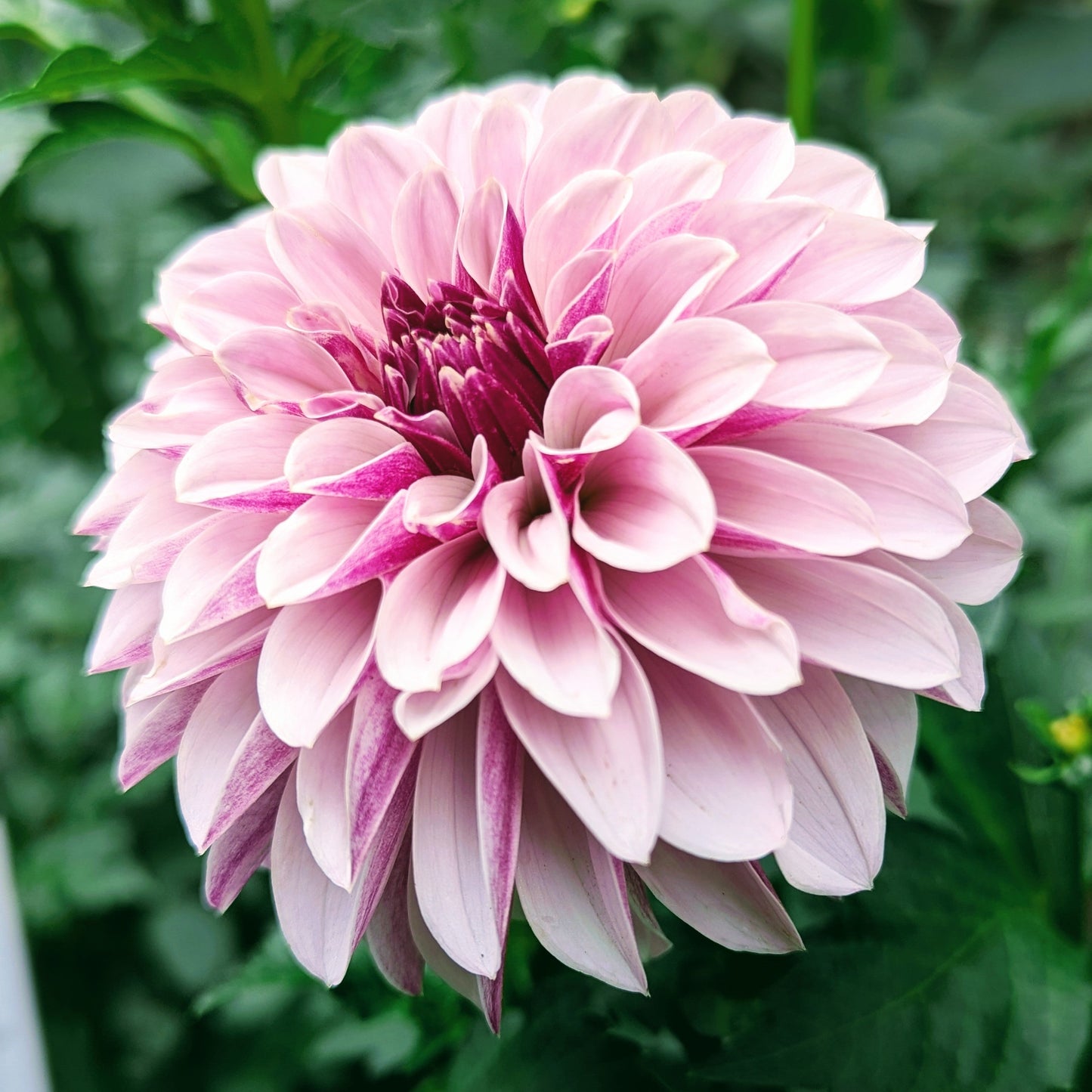 Salish Twilight Girl