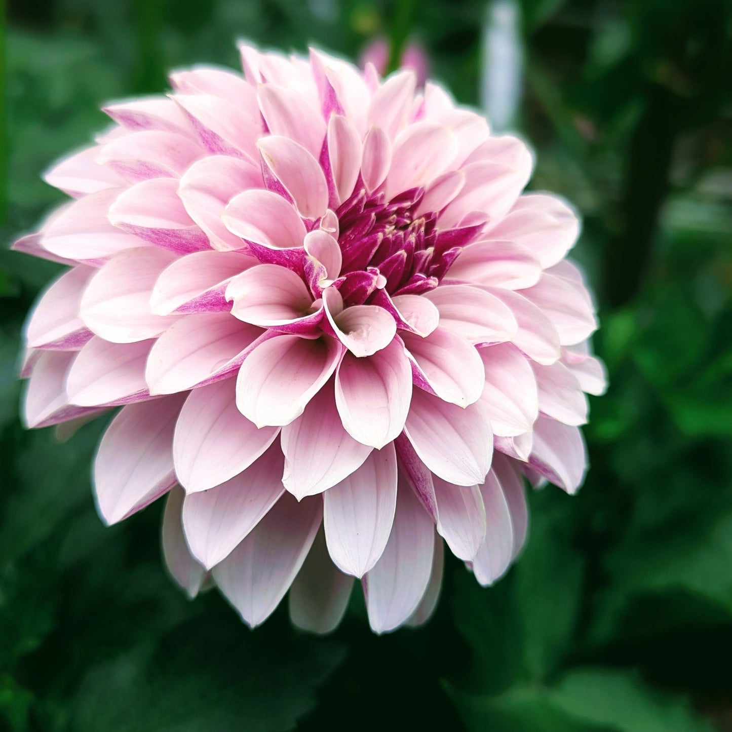 Salish Twilight Girl