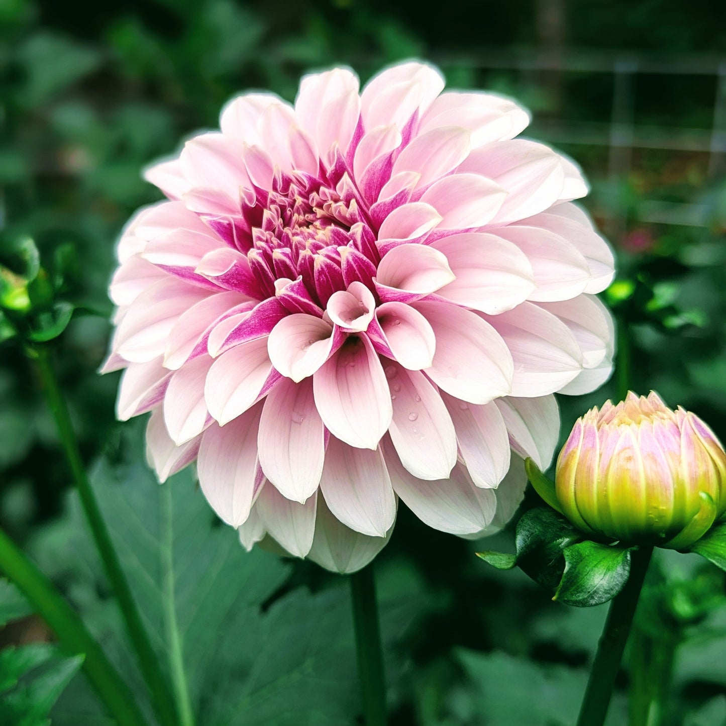 Salish Twilight Girl