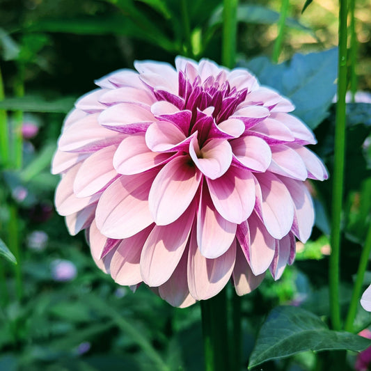 Salish Twilight Girl