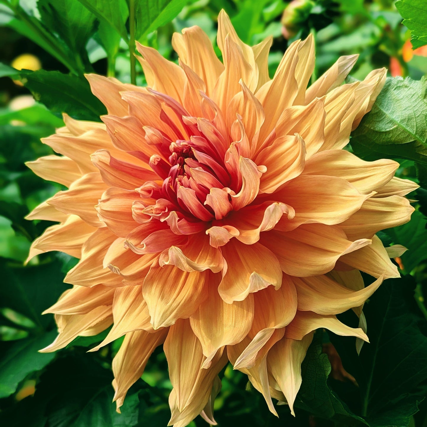 Sherwood's Peach (1944)