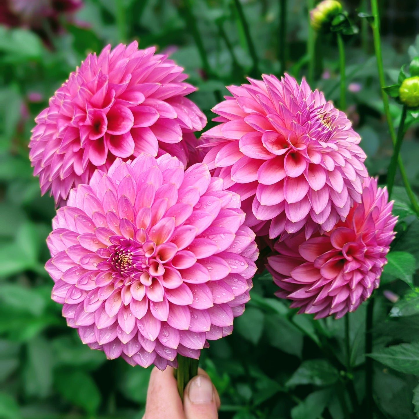 Skipley Spot of Gold