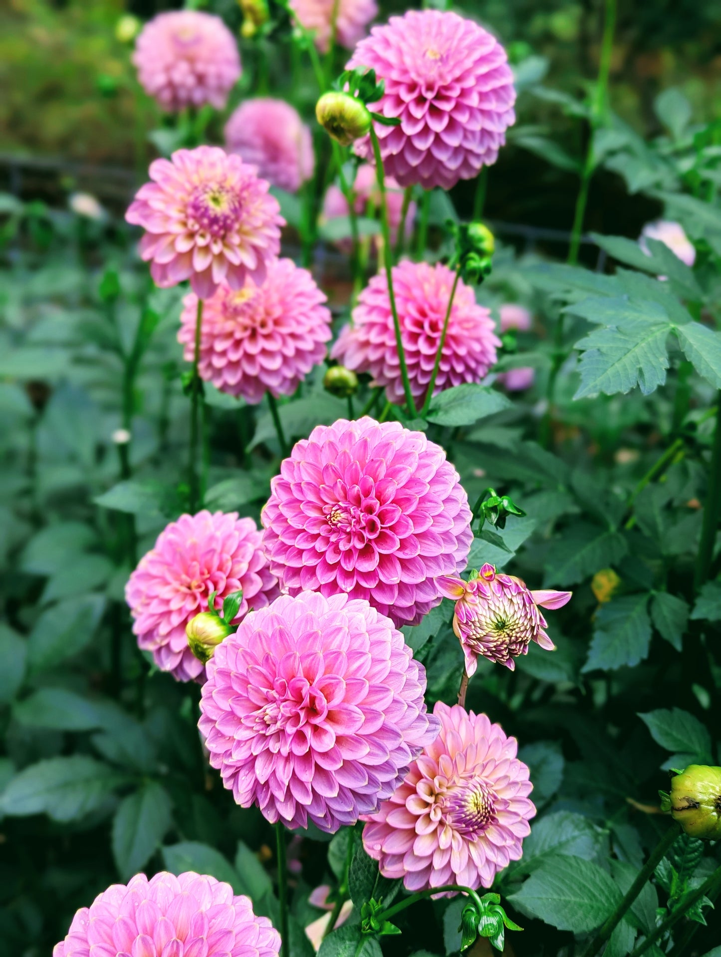 Skipley Spot of Gold