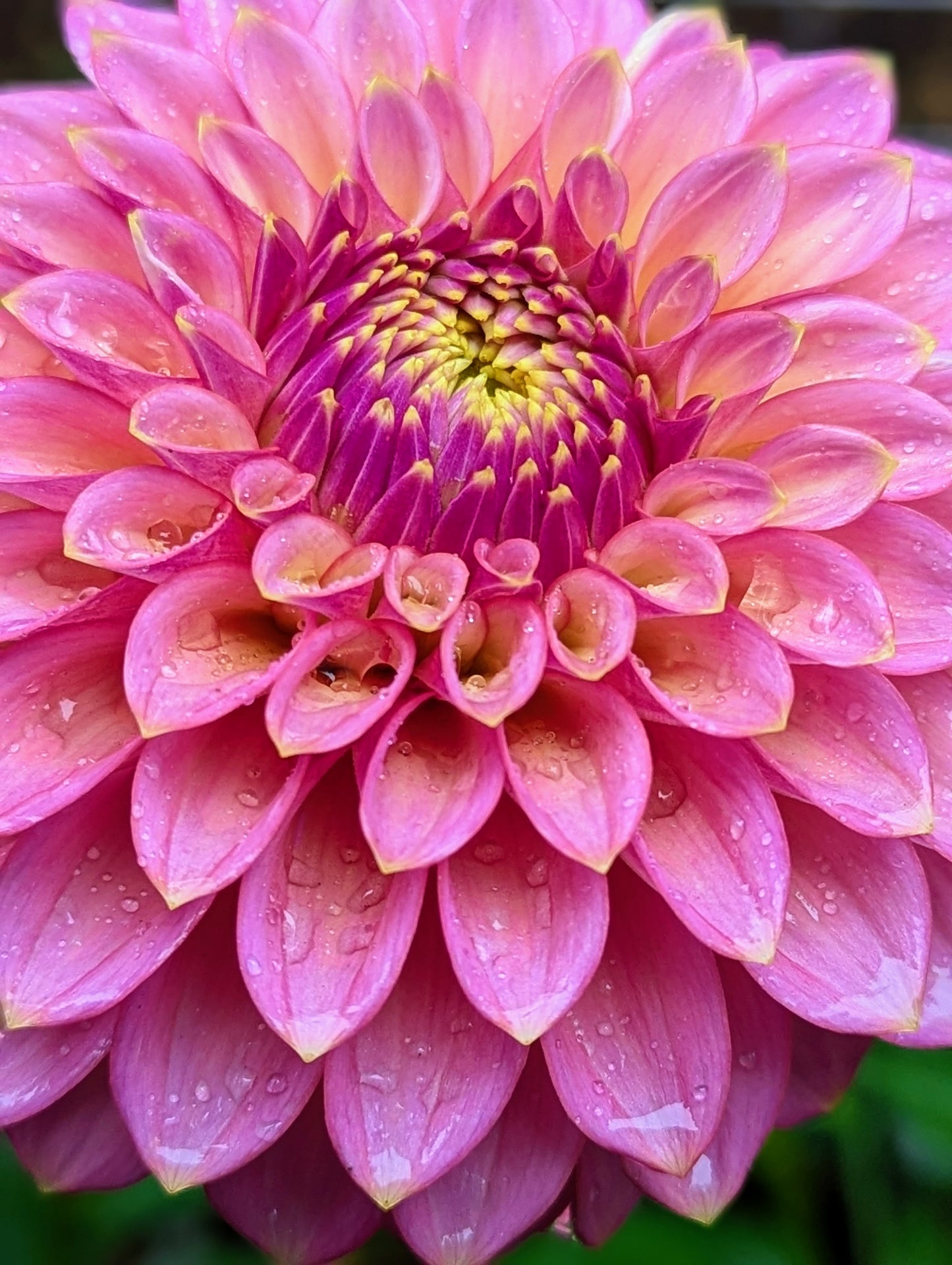 Skipley Spot of Gold