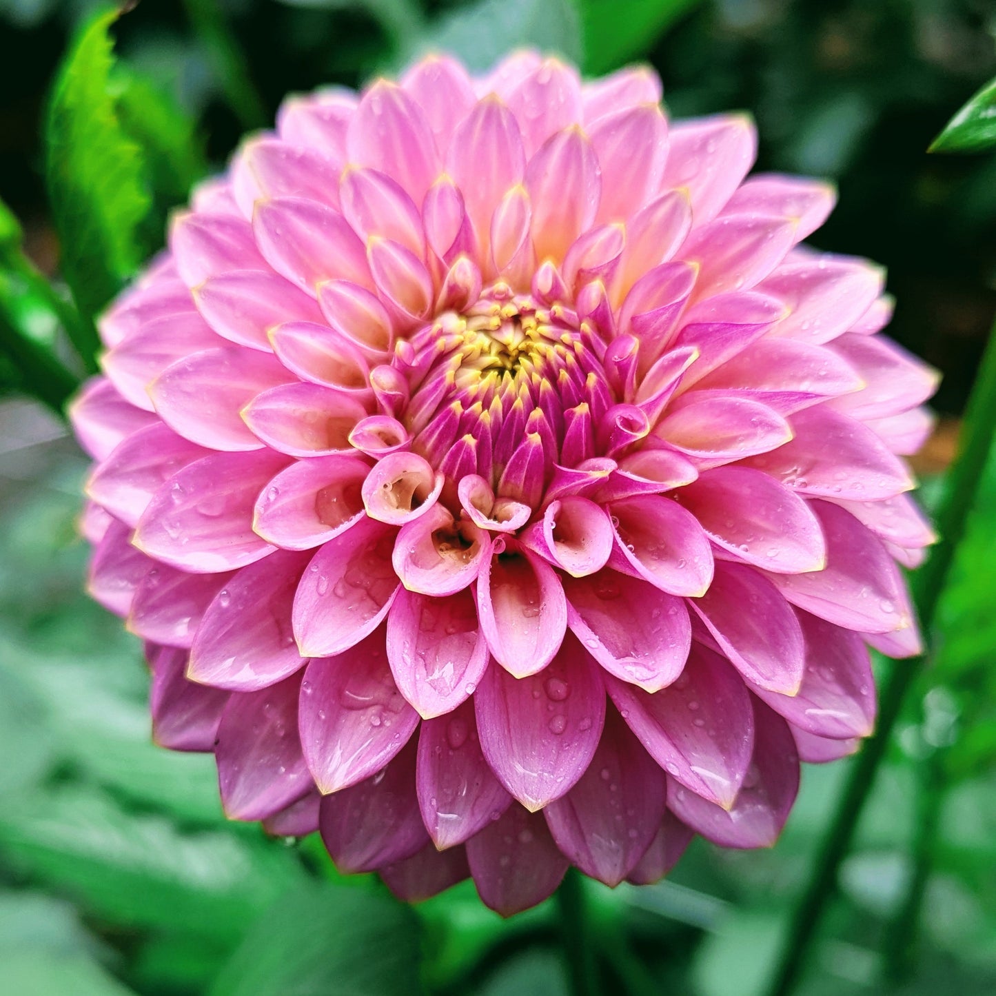 Skipley Spot of Gold