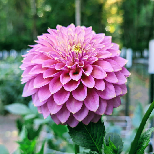 Skipley Spot of Gold