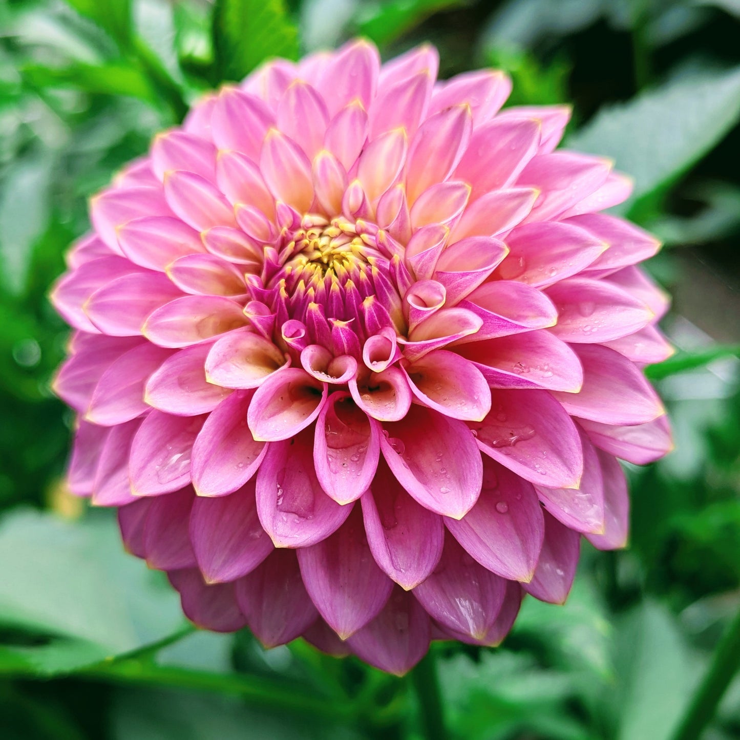 Skipley Spot of Gold