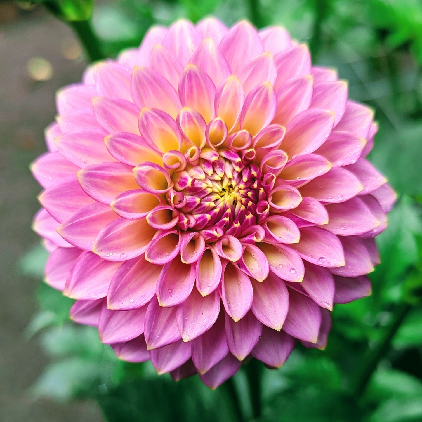 Skipley Spot of Gold