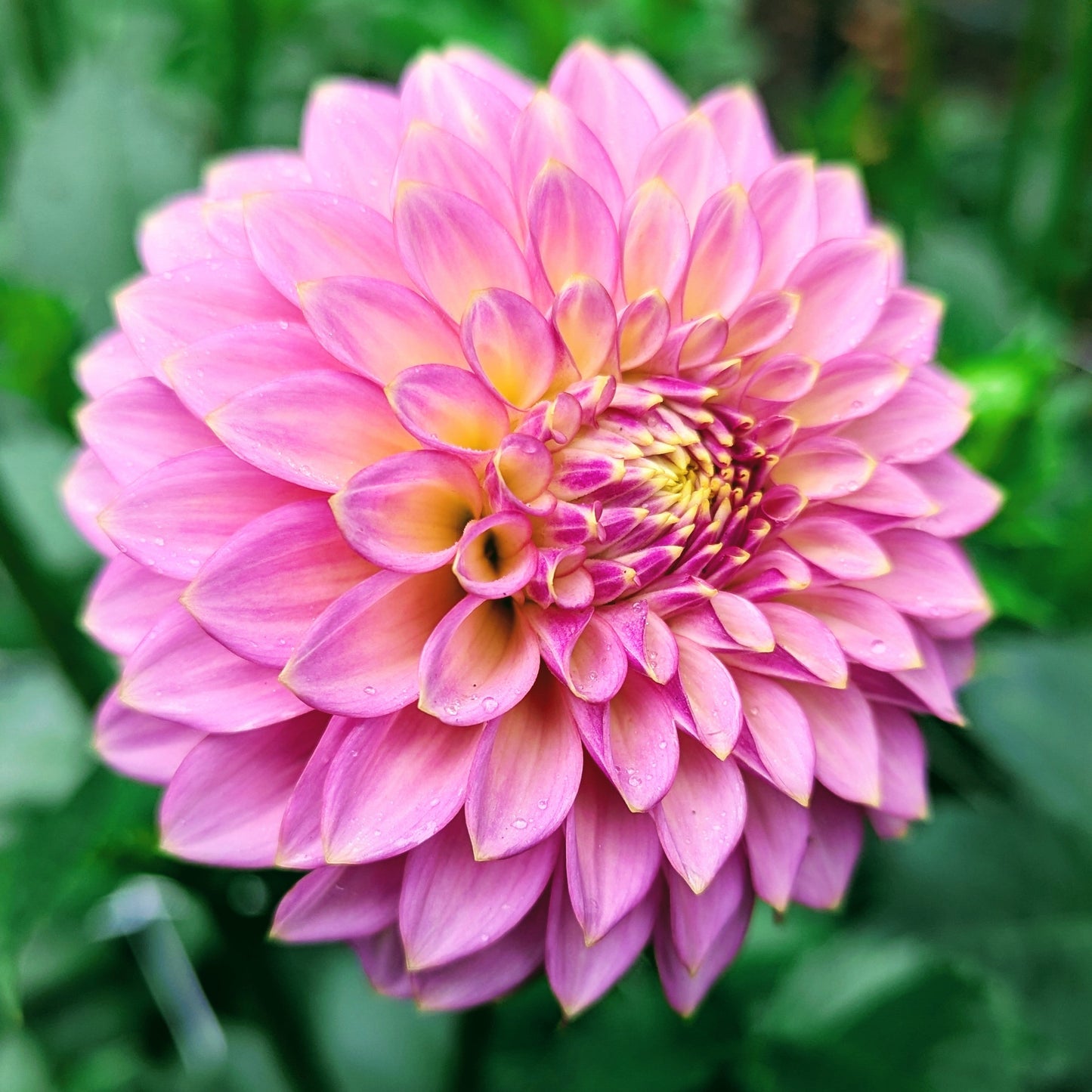 Skipley Spot of Gold