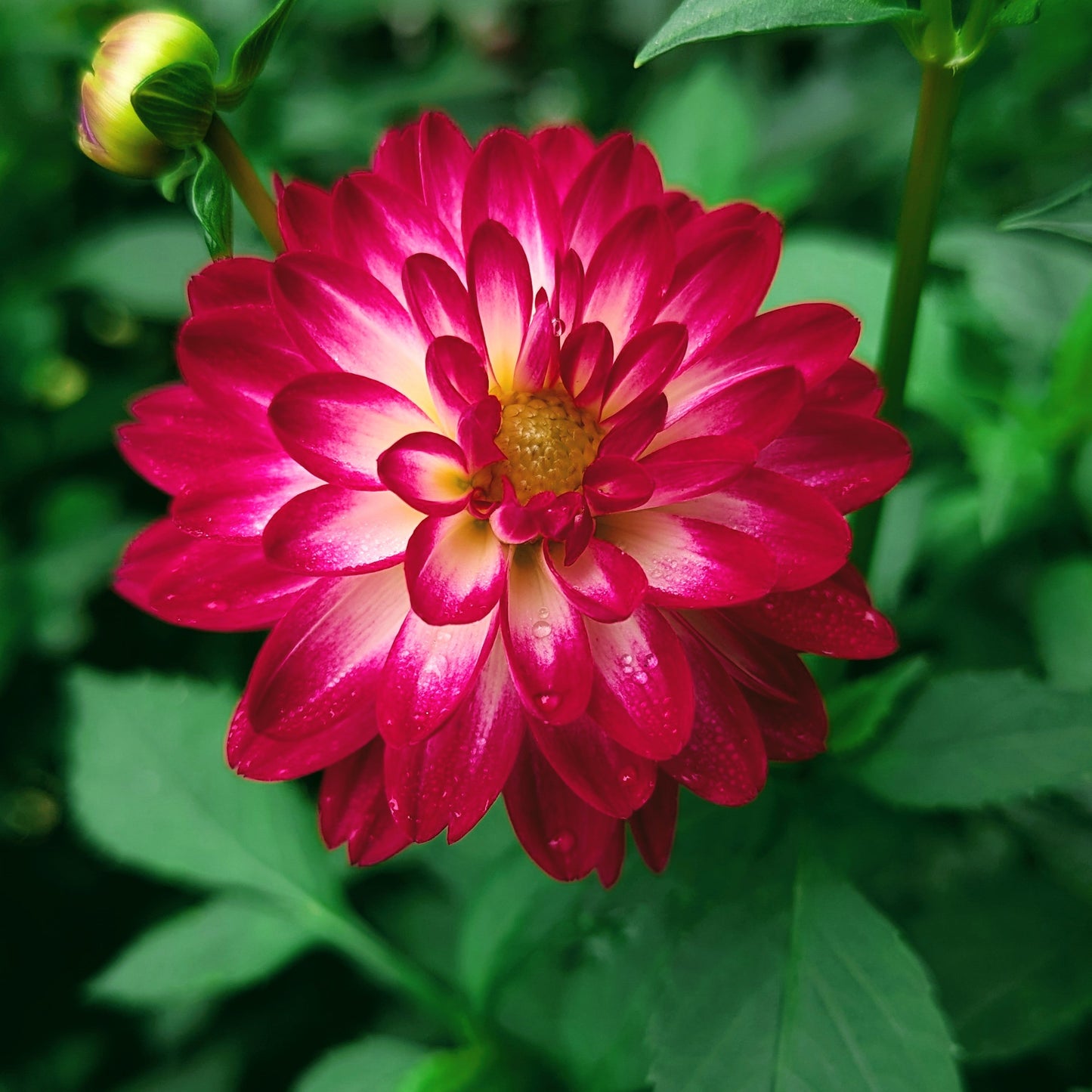 Stillwater Raspberry