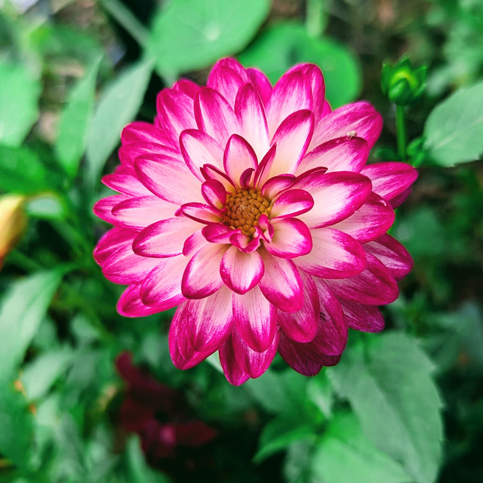 Stillwater Raspberry – Good Life Dahlias