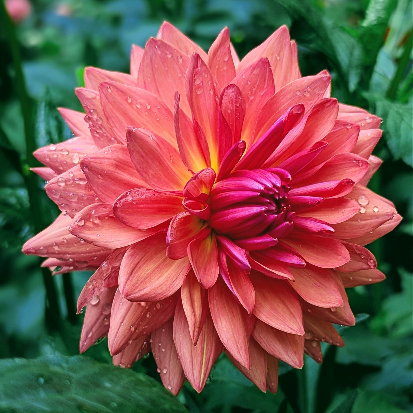 Summit Festival (Solid)