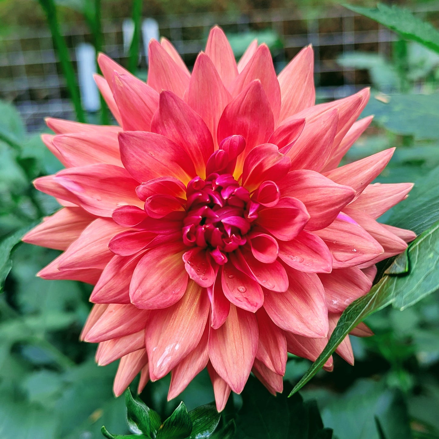 Summit Festival (Solid)